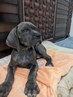 Cane corso male/ female puppies available for sale 0