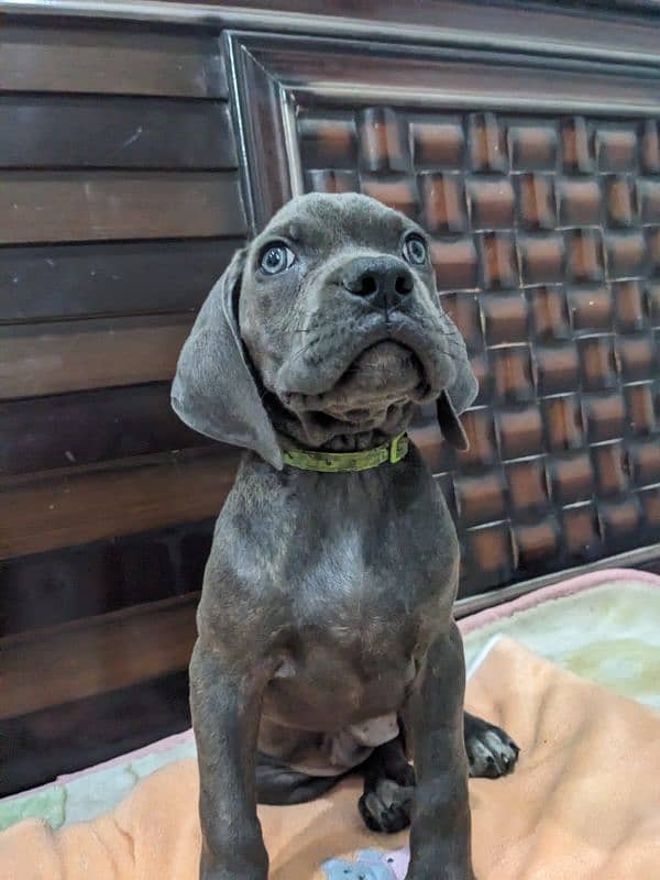 Cane corso male/ female puppies available for sale 1