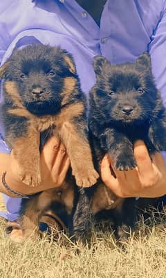 German shepherd puppies for sale / puppy / GSD pup / german shepherd