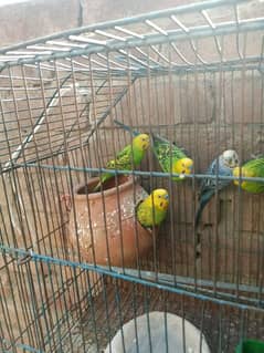 breeder pair alhumdililah Home breed 0