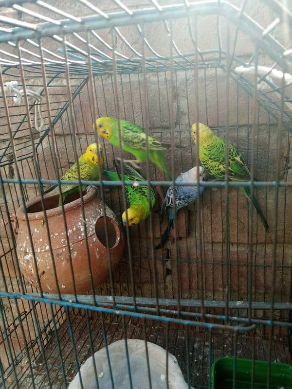 breeder pair alhumdililah Home breed 1