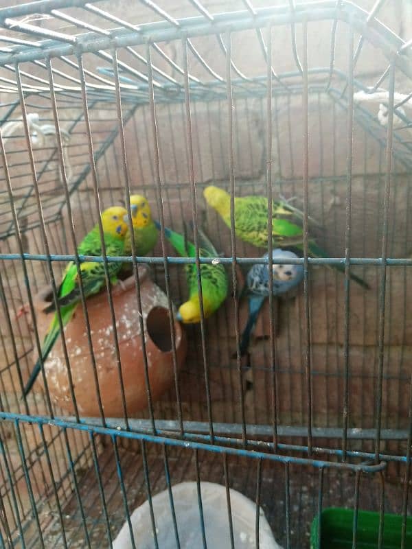 breeder pair alhumdililah Home breed 3