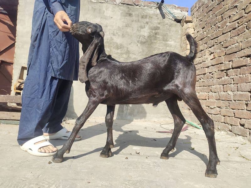 Pure Nagara Beetle Male bacha 0