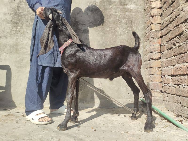 Pure Nagara Beetle Male bacha 1