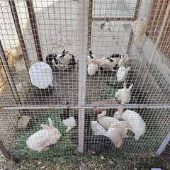 Rabbits for sale