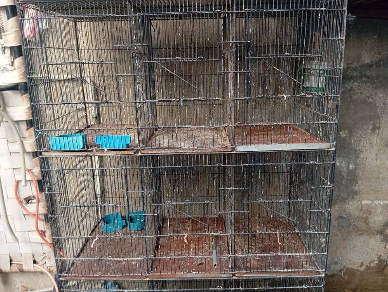 Lotiono 2 Pair Breeder and 12 colom cage sale 4