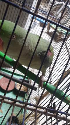 raw parrot for sale 0