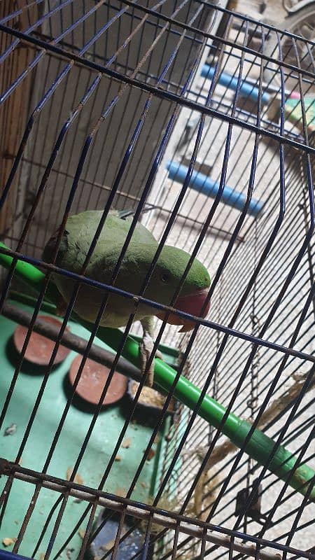 raw parrot for sale 1