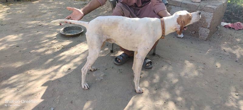 pointer dog hy sikar pe lga hoa hy 3