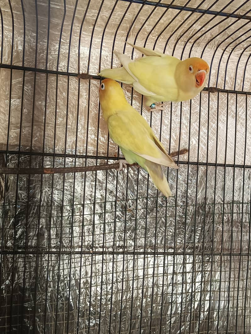 Parblue pastilino to creamino pair lovebirds 1