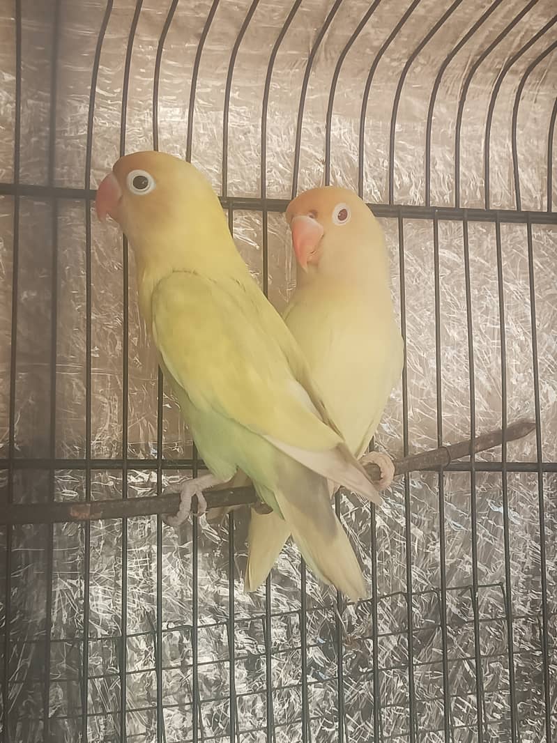 Parblue pastilino to creamino pair lovebirds 2