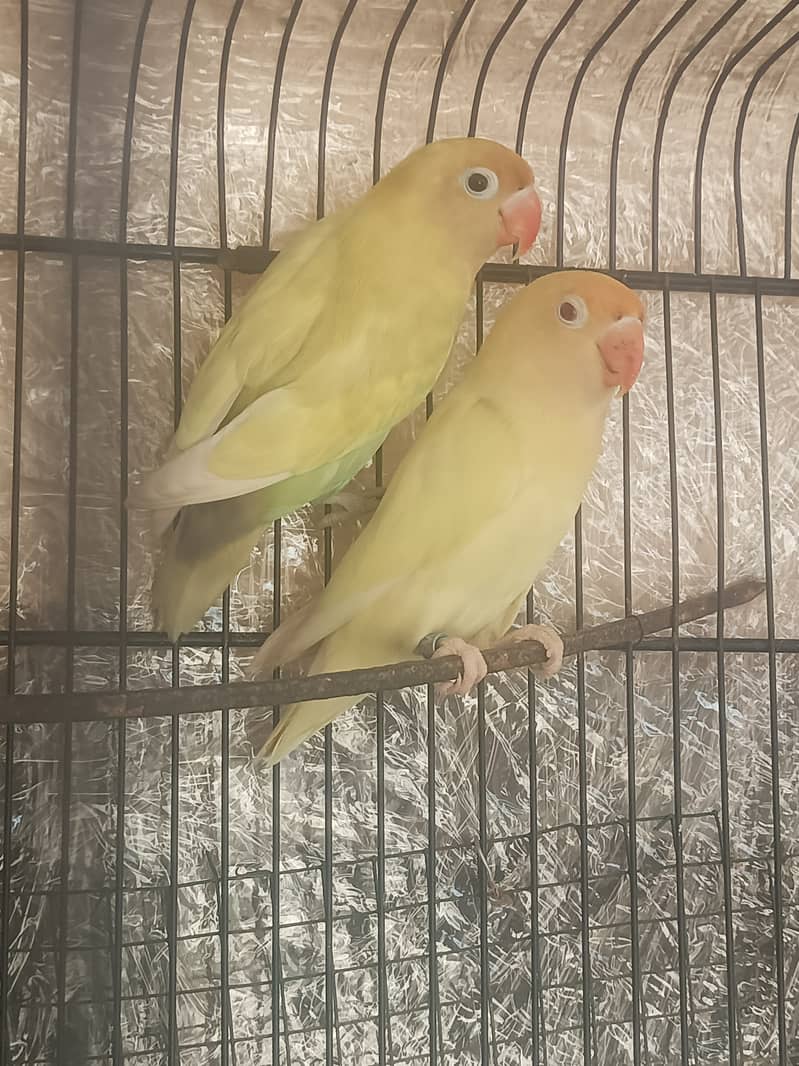 Parblue pastilino to creamino pair lovebirds 3