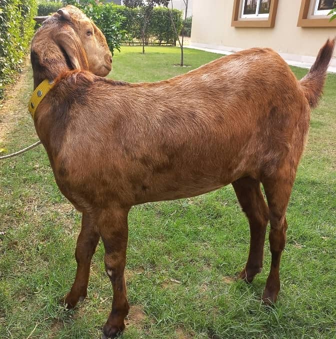 Young 8 month Goat 2