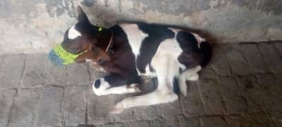 cow for sale in Rawalpindi