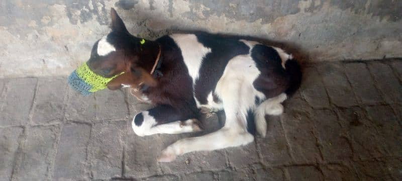 cow for sale in Rawalpindi 0