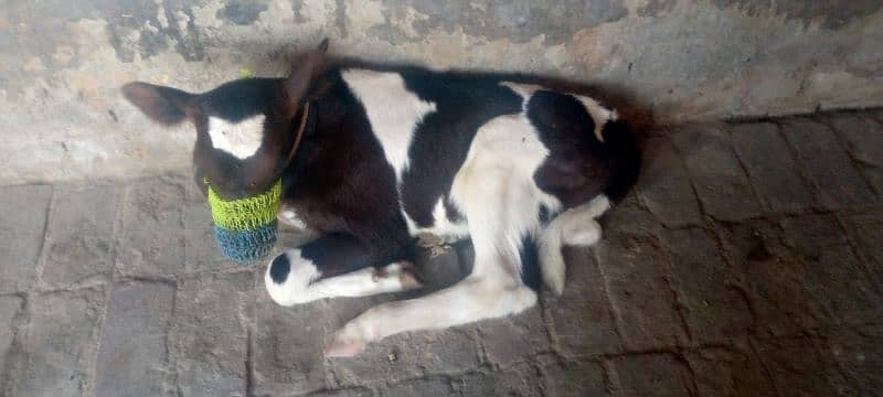 cow for sale in Rawalpindi 1