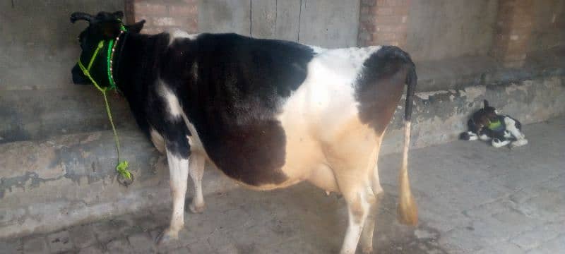 cow for sale in Rawalpindi 2