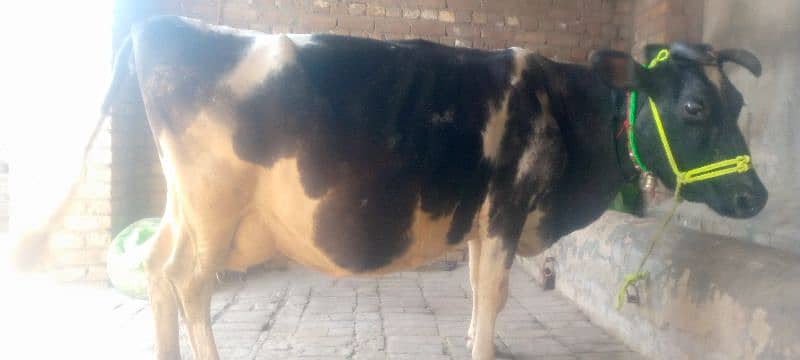 cow for sale in Rawalpindi 3