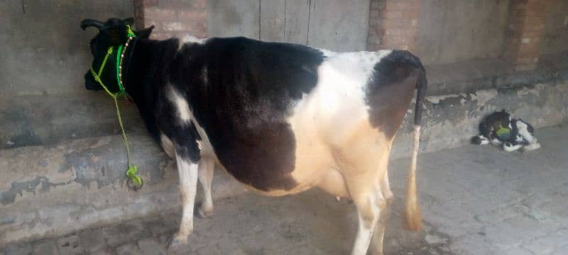 cow for sale in Rawalpindi 5