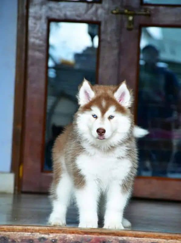 Siberian husky puppie/ German shepherd 2