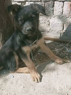 Am selling a German shepherd female pup