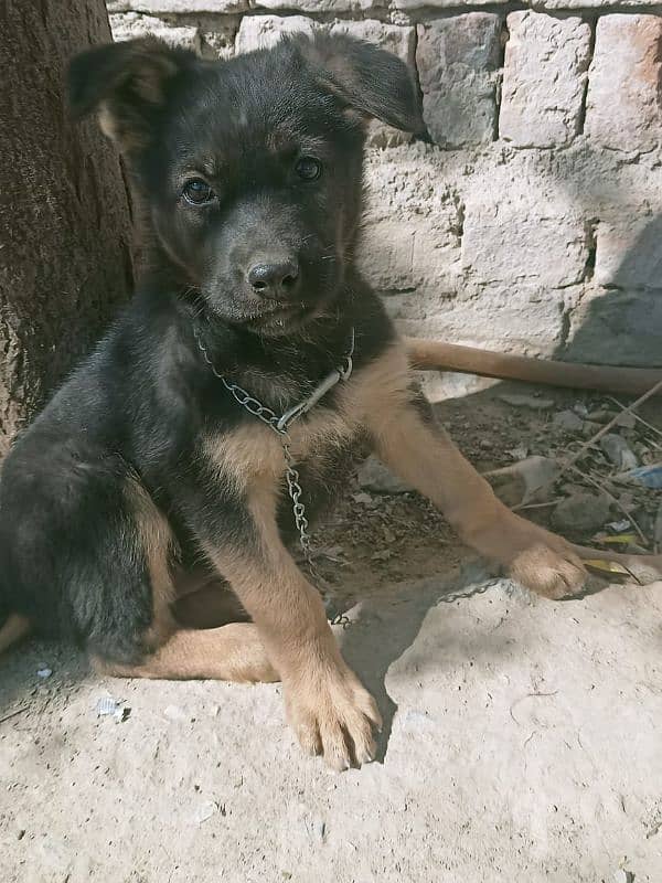 Am selling a German shepherd female pup 0