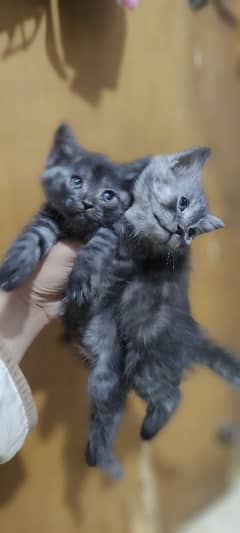 Beautiful Kittens Grey