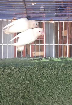 Albino Red eyes/Split Red eyes breeder pair/Black tail Danish