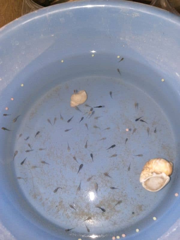 molly fish babys 0