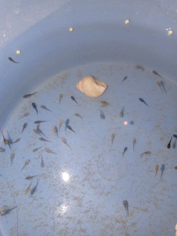 molly fish babys 1