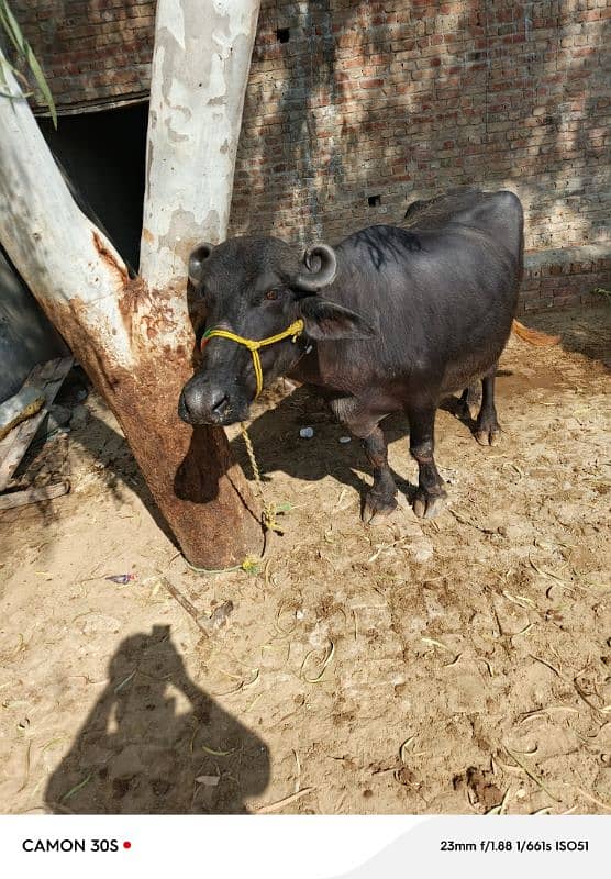 Buffalo's  bhains for sale 0