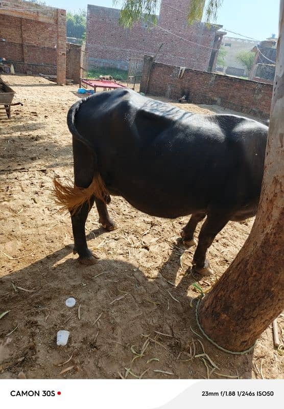 Buffalo's  bhains for sale 1