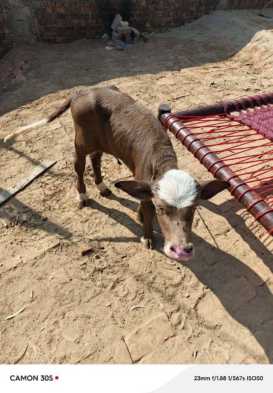 Buffalo's  bhains for sale 4