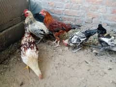 desi hens