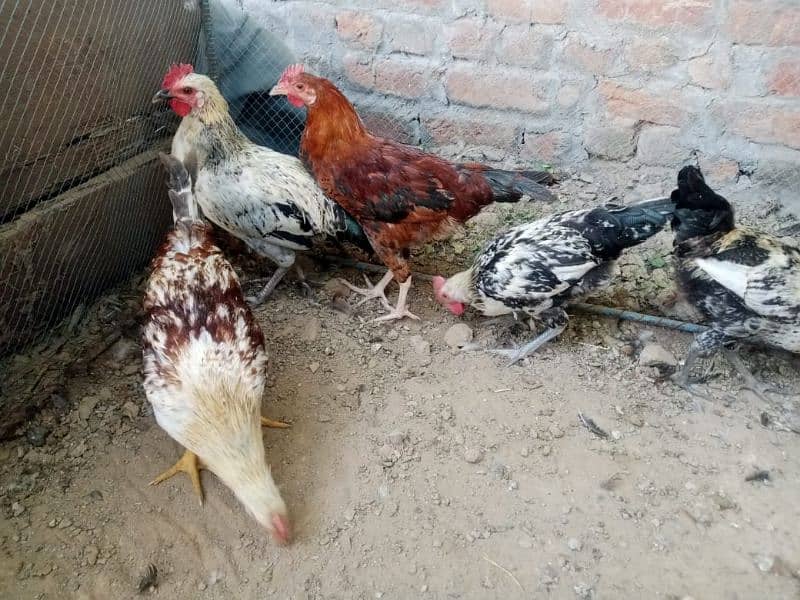 desi hens 0