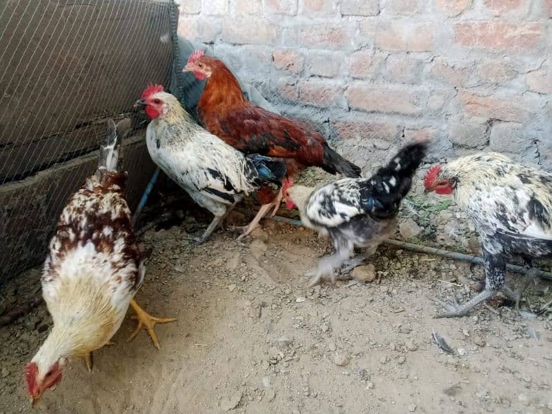 desi hens 1