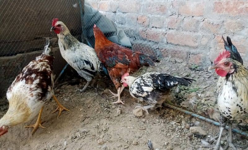 desi hens 2