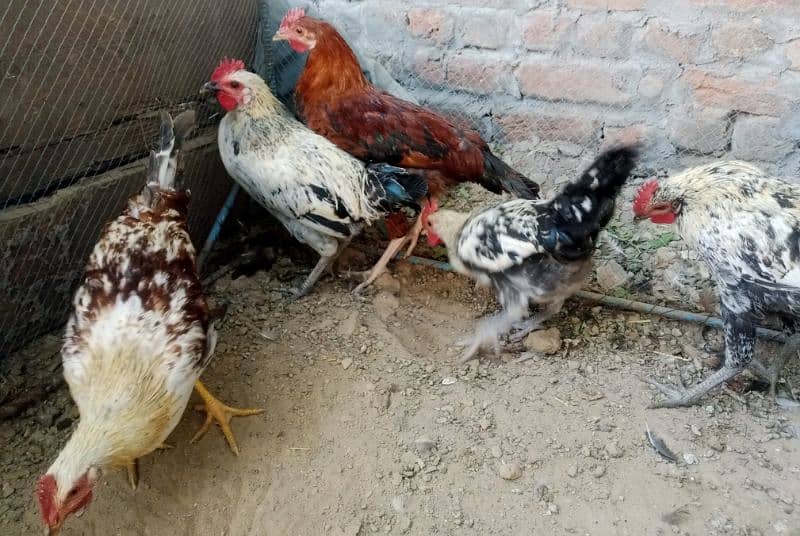 desi hens 4