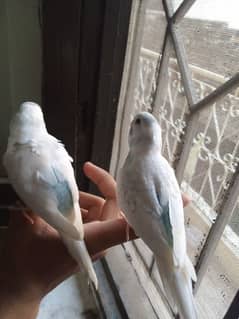 Fully hand tamed best quality Australian parrots 0