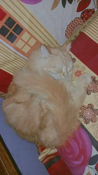 female cat for sale urgent 2