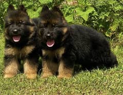 German Shepherd quality puppies available