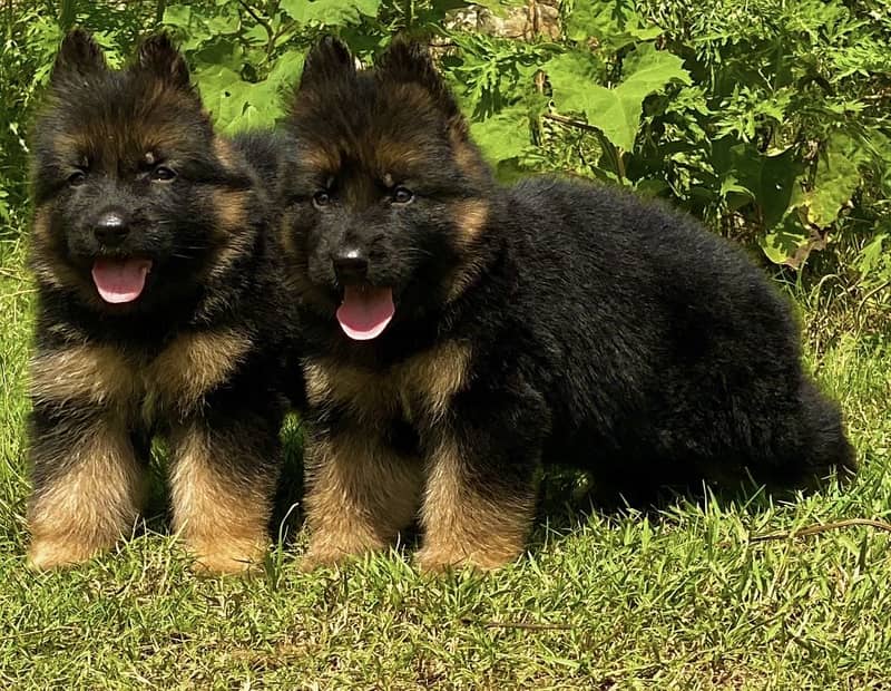 German Shepherd quality puppies available 0