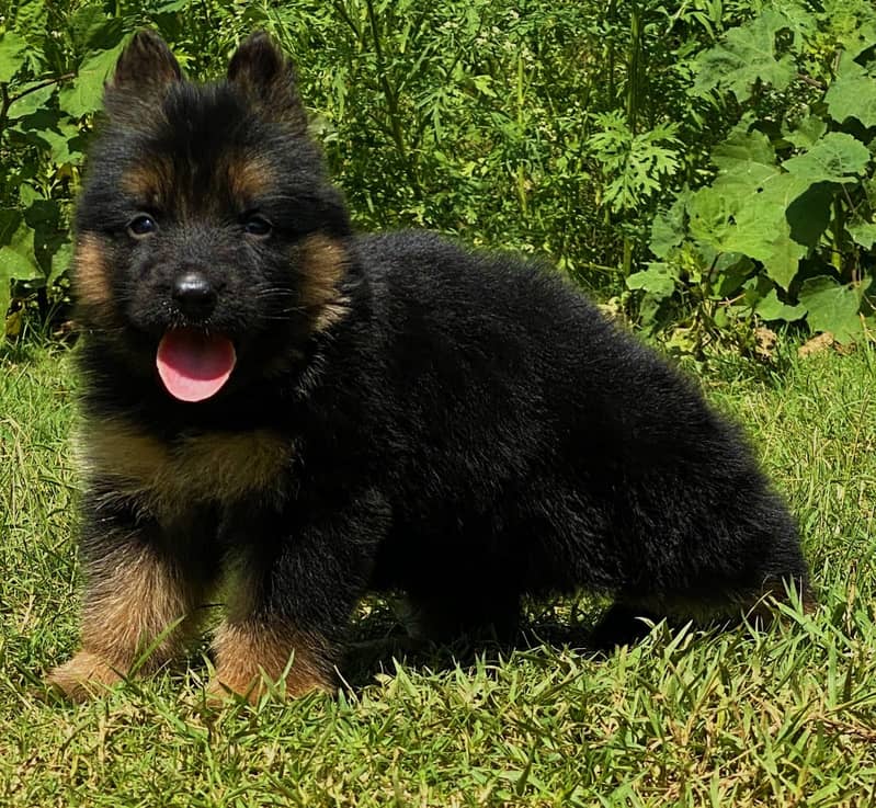 German Shepherd quality puppies available 1