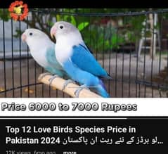 Love birds blue violet fishri