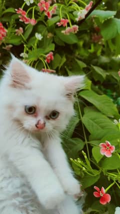 Persian triple coated female kitten