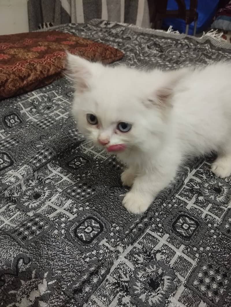 Persian triple coated female kitten 1