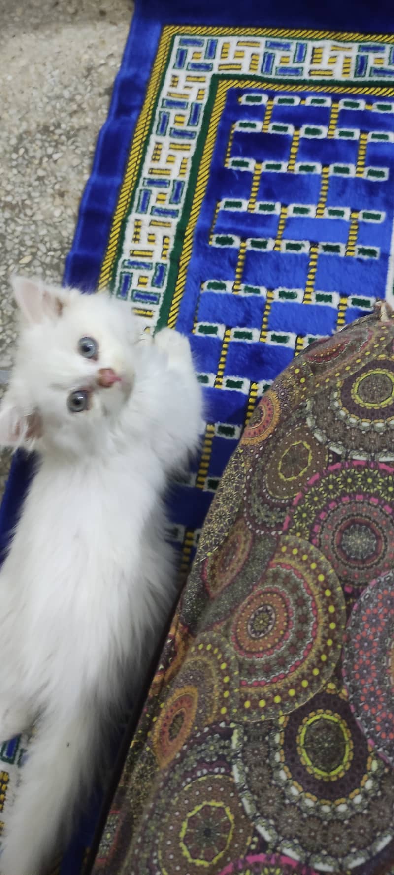 Persian triple coated female kitten 2