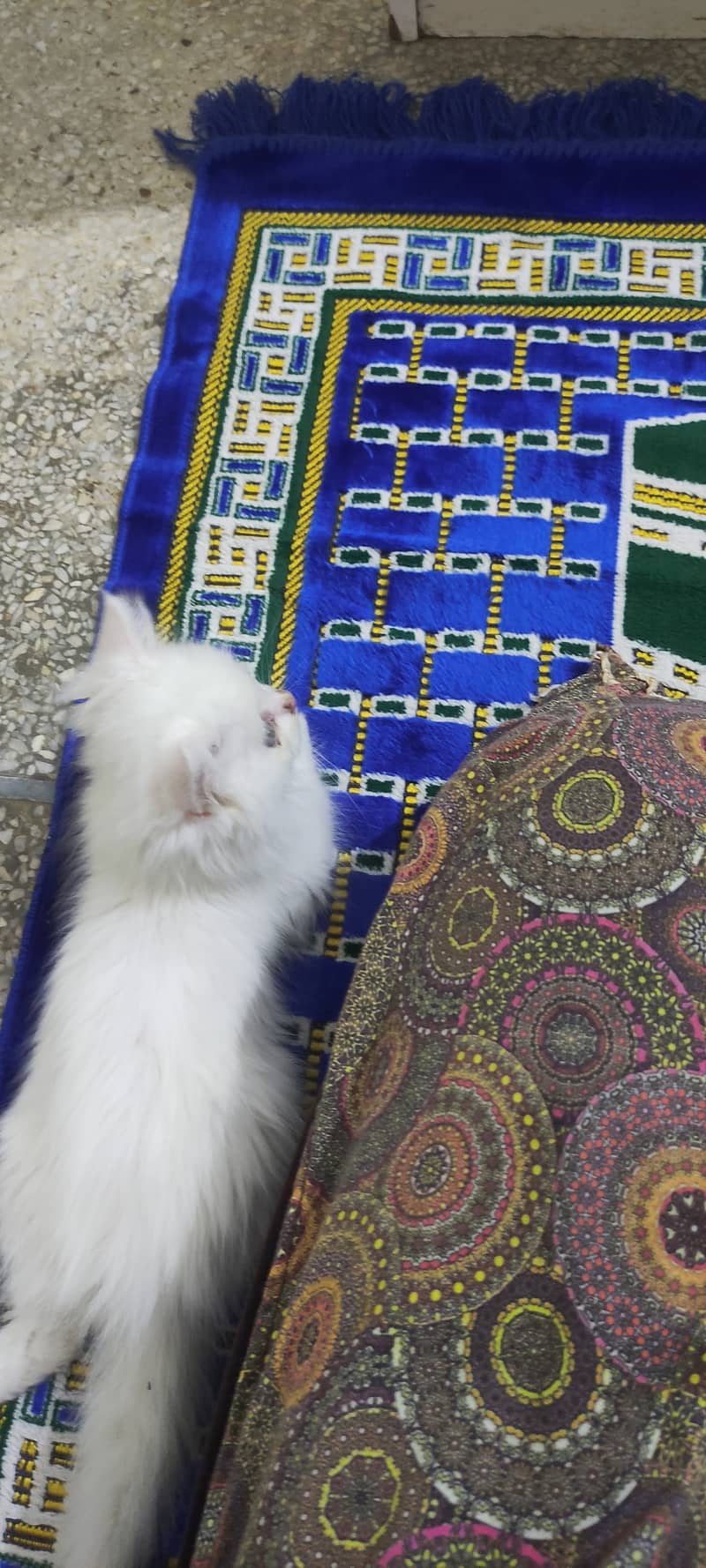 Persian triple coated female kitten 3