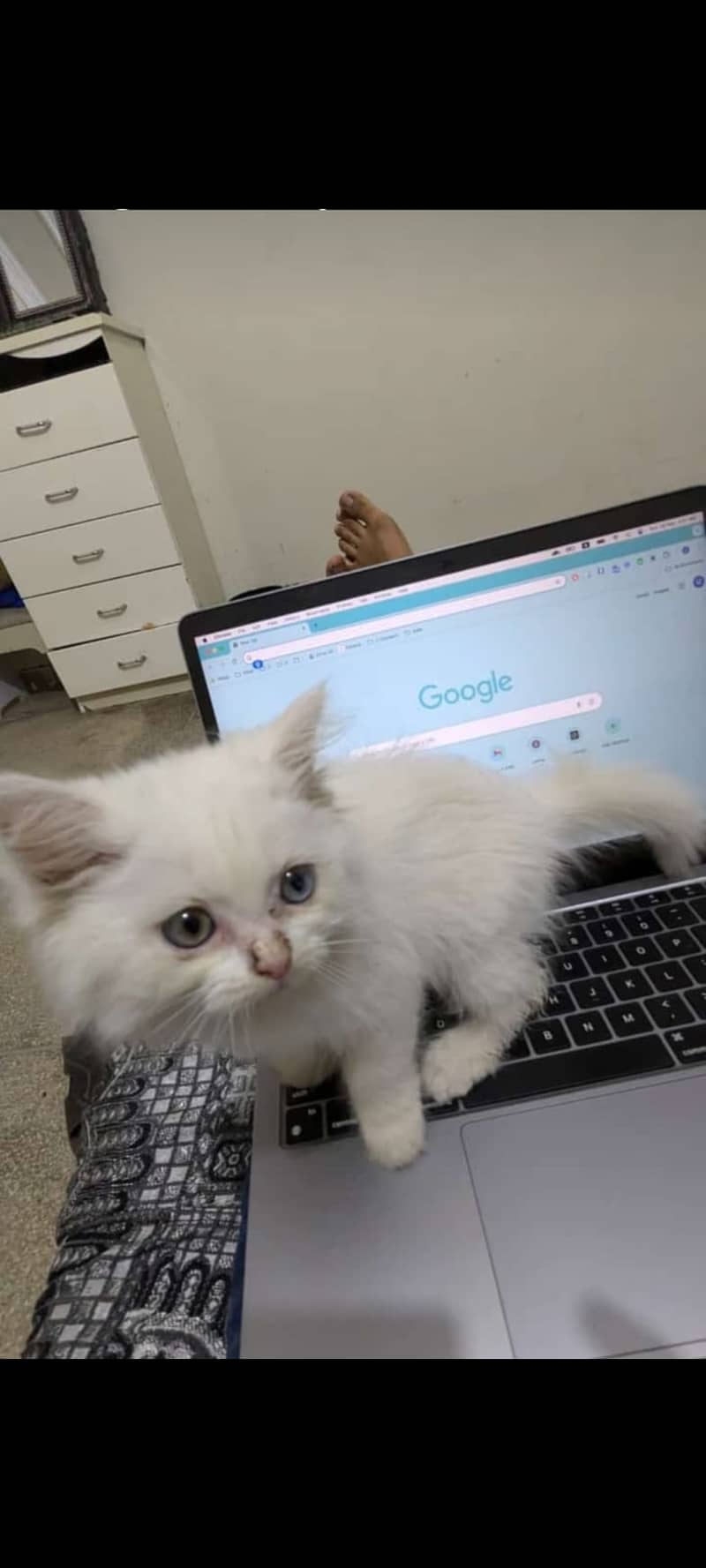 Persian triple coated female kitten 4