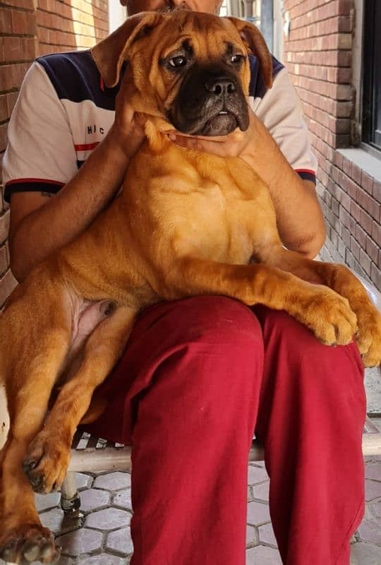 bull mastiff bullmastiff 1